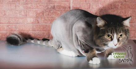 Прически кошек. Выстригание шерсти